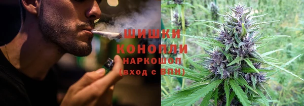 сатива Пересвет